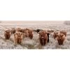 All Seasons Posterslonghorns 110 X 45 Tuinposter -Tuinmeubilair 119452 505 01 1